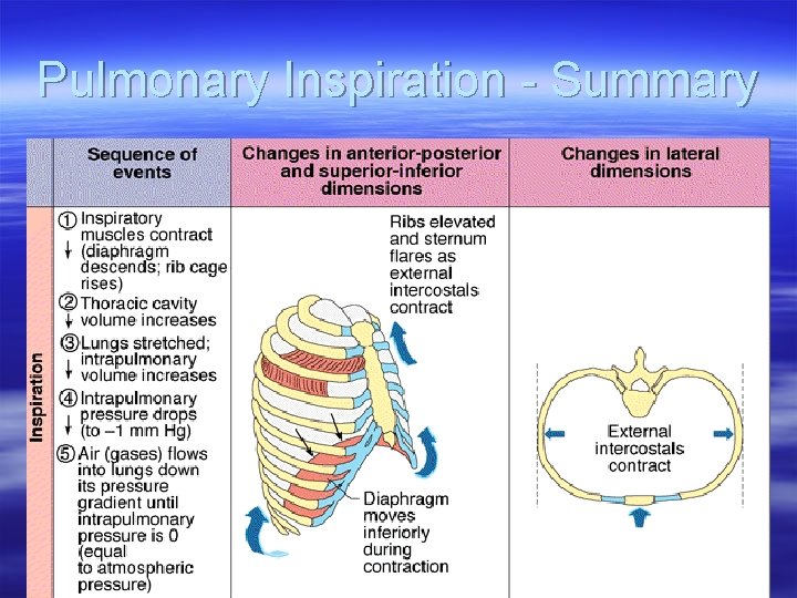 Pulmonary Inspiration - Summary 