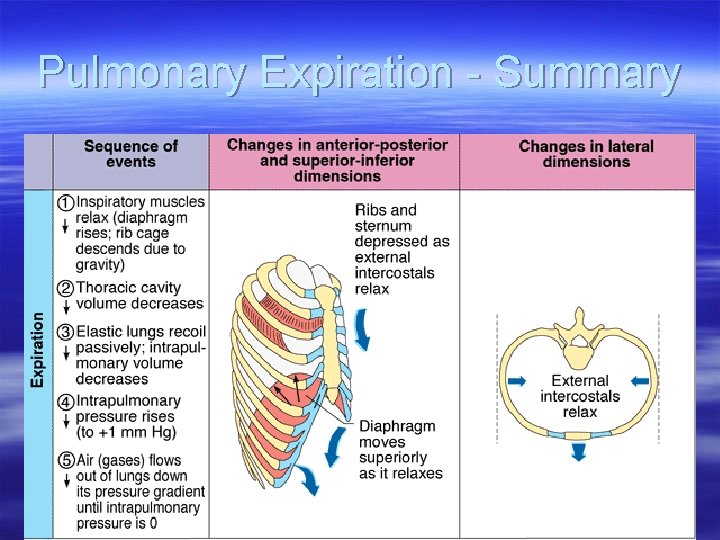 Pulmonary Expiration - Summary 