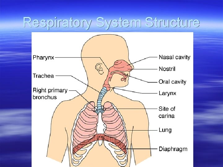 Respiratory System Structure 