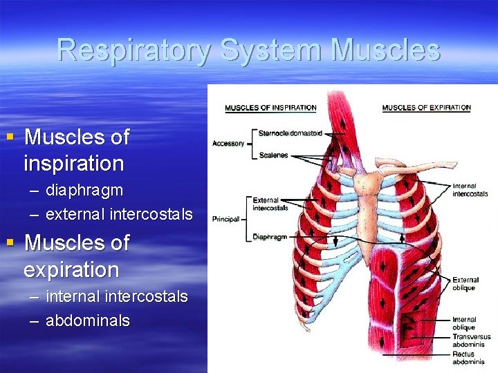 Respiratory System Muscles § Muscles of inspiration – diaphragm – external intercostals § Muscles