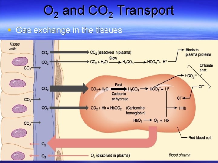 O 2 and CO 2 Transport § Gas exchange in the tissues 