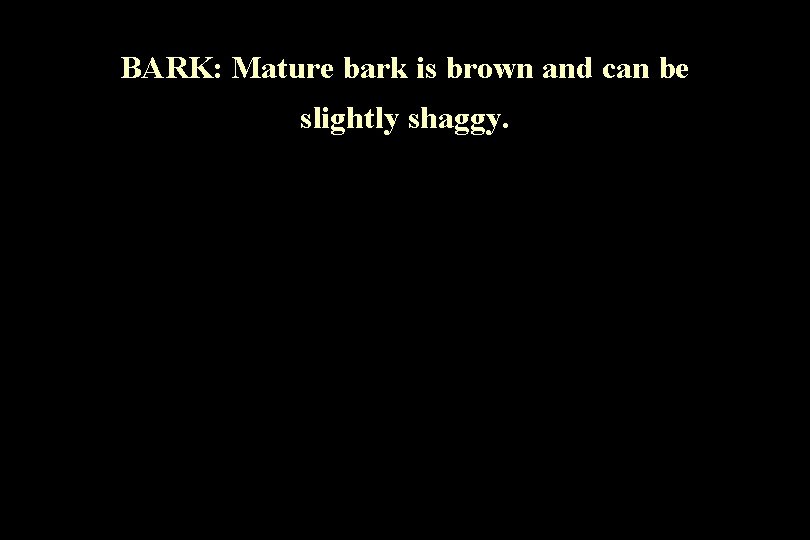 BARK: Mature bark is brown and can be slightly shaggy. 