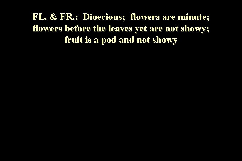 FL. & FR. : Dioecious; flowers are minute; flowers before the leaves yet are