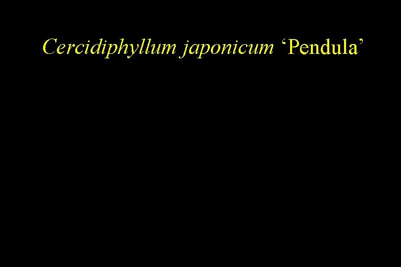 Cercidiphyllum japonicum ‘Pendula’ 