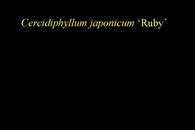 Cercidiphyllum japonicum ‘Ruby’ 