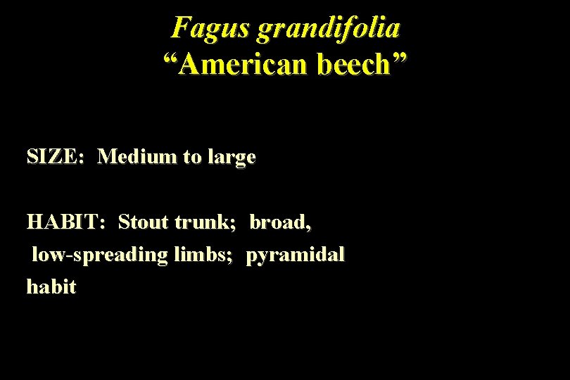 Fagus grandifolia “American beech” SIZE: Medium to large HABIT: Stout trunk; broad, low-spreading limbs;