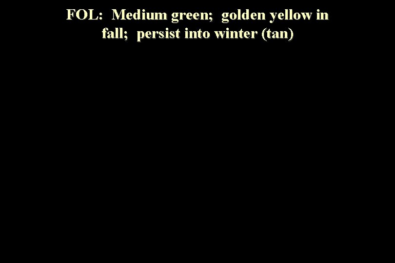 FOL: Medium green; golden yellow in fall; persist into winter (tan) 
