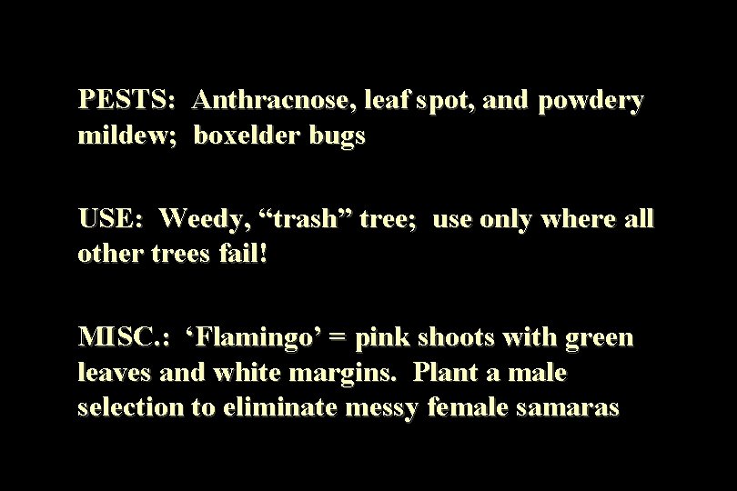 PESTS: Anthracnose, leaf spot, and powdery mildew; boxelder bugs USE: Weedy, “trash” tree; use