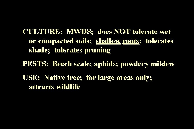 CULTURE: MWDS; does NOT tolerate wet or compacted soils; shallow roots; tolerates shade; tolerates
