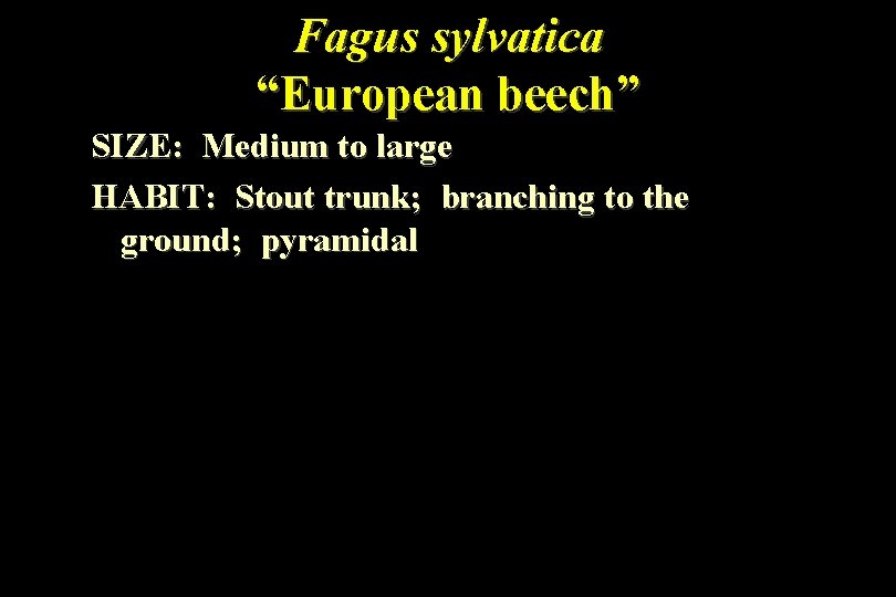 Fagus sylvatica “European beech” SIZE: Medium to large HABIT: Stout trunk; branching to the