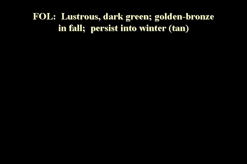 FOL: Lustrous, dark green; golden-bronze in fall; persist into winter (tan) 