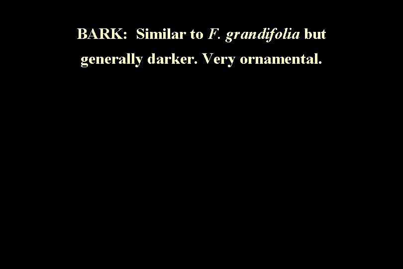 BARK: Similar to F. grandifolia but generally darker. Very ornamental. 