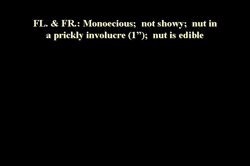 FL. & FR. : Monoecious; not showy; nut in a prickly involucre (1”); nut