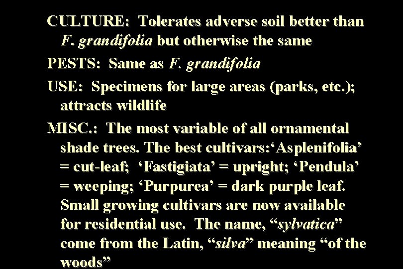 CULTURE: Tolerates adverse soil better than F. grandifolia but otherwise the same PESTS: Same