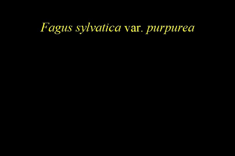 Fagus sylvatica var. purpurea 