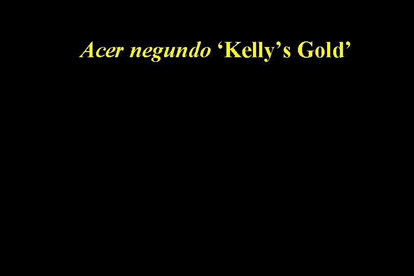 Acer negundo ‘Kelly’s Gold’ 