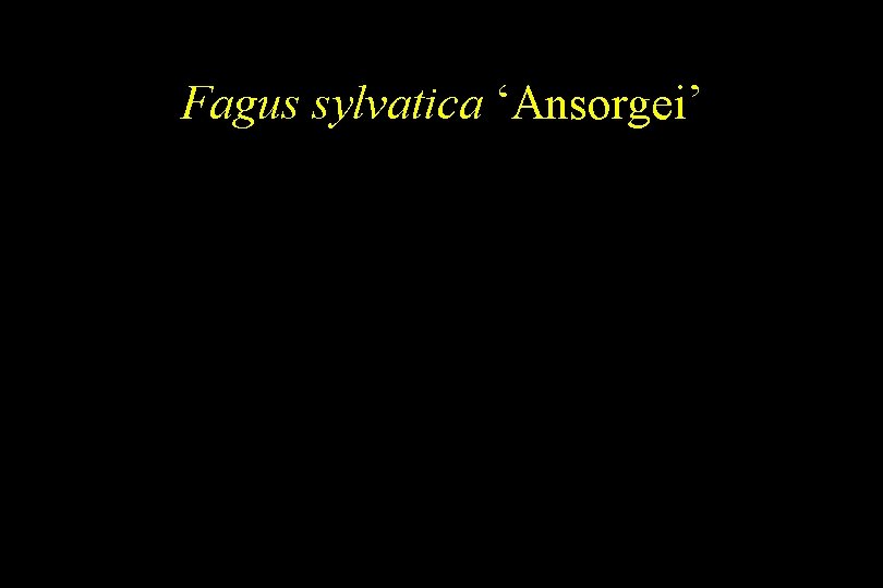 Fagus sylvatica ‘Ansorgei’ 