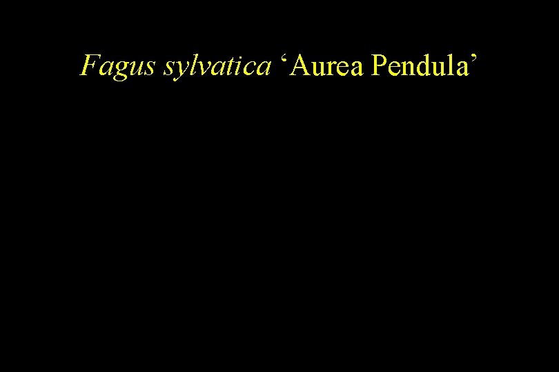 Fagus sylvatica ‘Aurea Pendula’ 