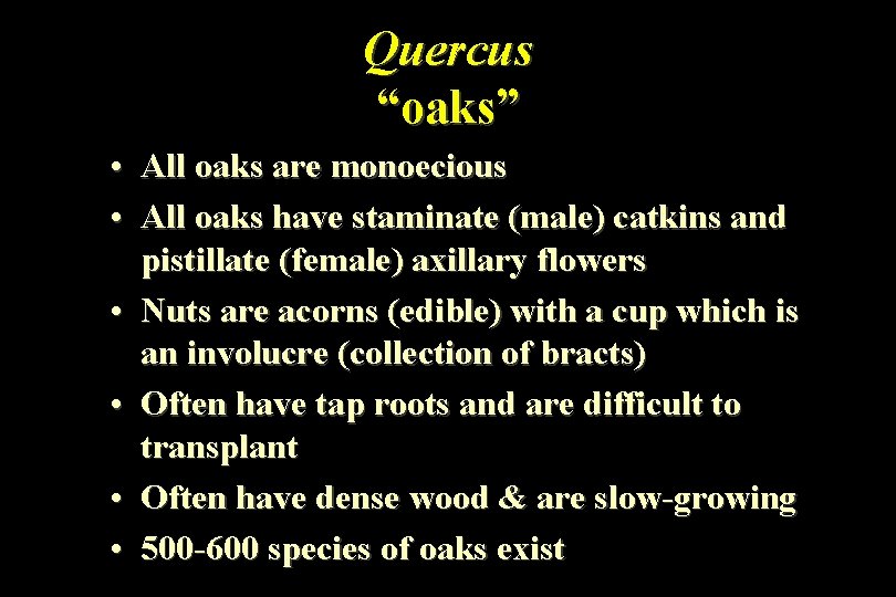 Quercus “oaks” • All oaks are monoecious • All oaks have staminate (male) catkins