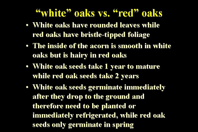 “white” oaks vs. “red” oaks • White oaks have rounded leaves while red oaks