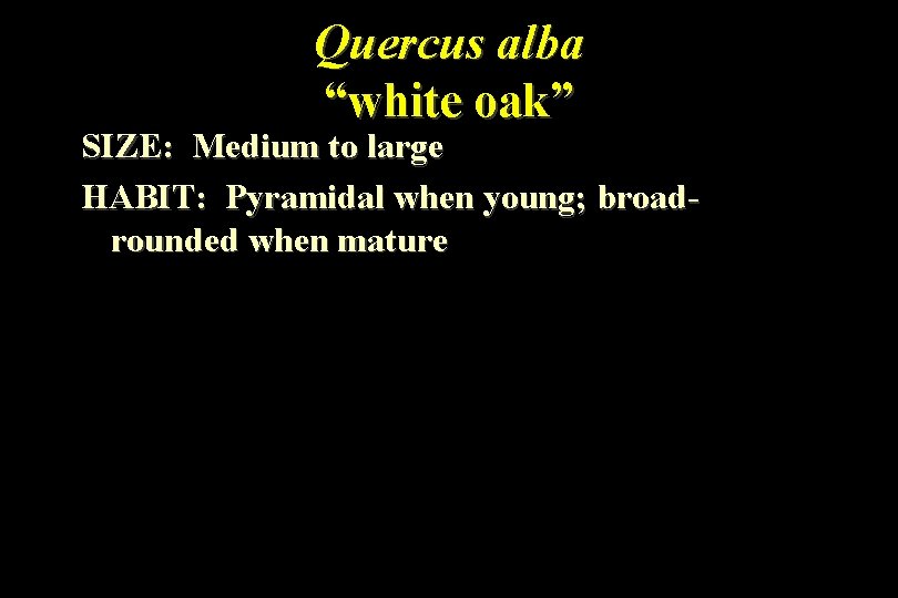 Quercus alba “white oak” SIZE: Medium to large HABIT: Pyramidal when young; broadrounded when