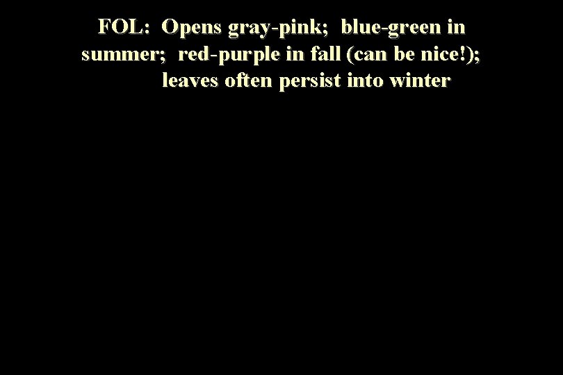 FOL: Opens gray-pink; blue-green in summer; red-purple in fall (can be nice!); leaves often