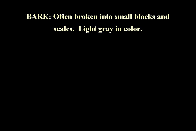 BARK: Often broken into small blocks and scales. Light gray in color. 