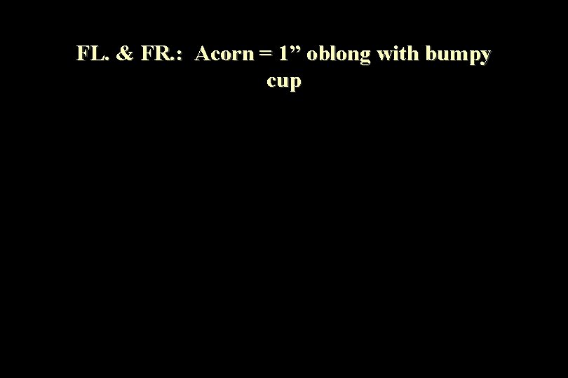 FL. & FR. : Acorn = 1” oblong with bumpy cup 