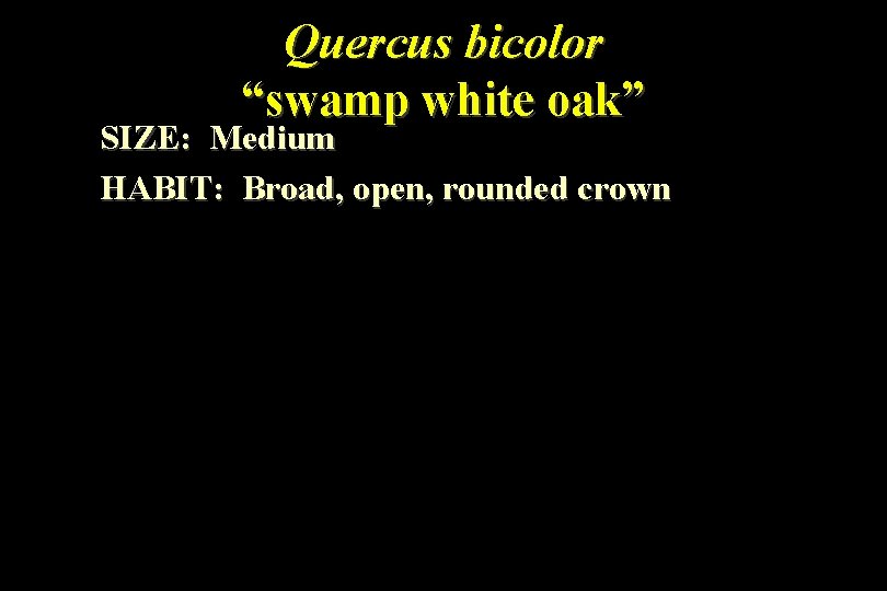 Quercus bicolor “swamp white oak” SIZE: Medium HABIT: Broad, open, rounded crown 