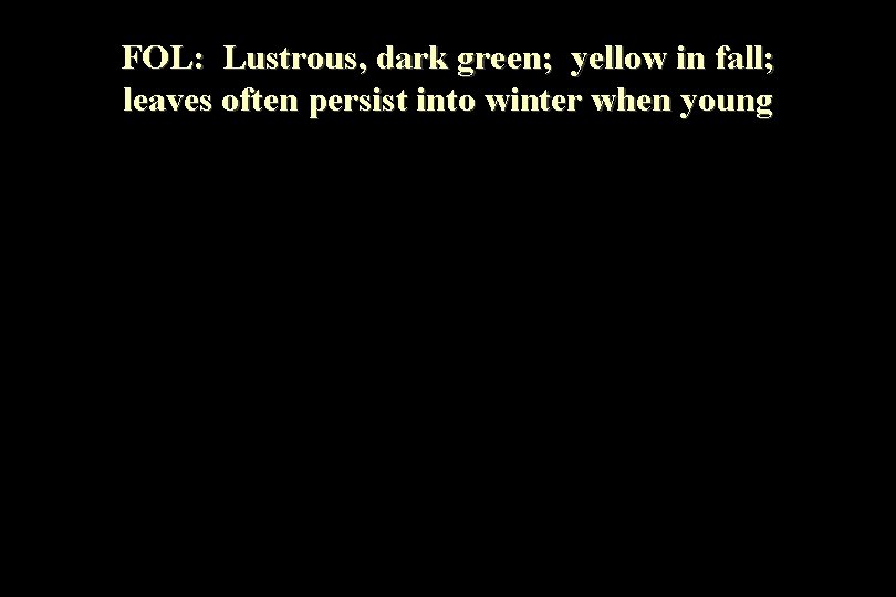 FOL: Lustrous, dark green; yellow in fall; leaves often persist into winter when young