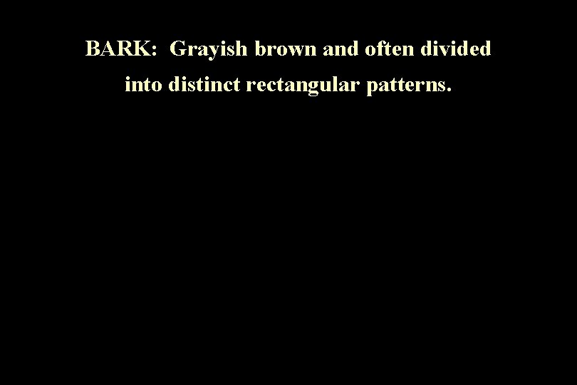 BARK: Grayish brown and often divided into distinct rectangular patterns. 