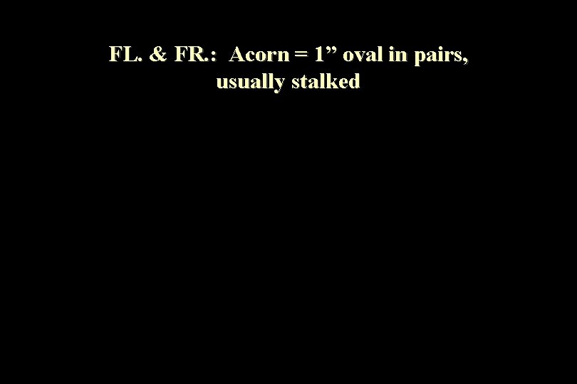 FL. & FR. : Acorn = 1” oval in pairs, usually stalked 