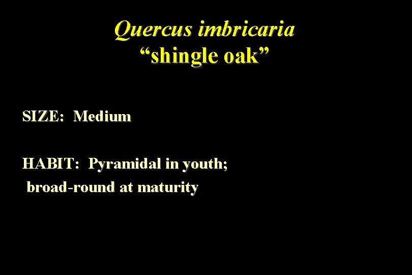 Quercus imbricaria “shingle oak” SIZE: Medium HABIT: Pyramidal in youth; broad-round at maturity 