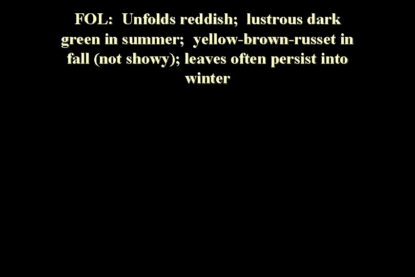 FOL: Unfolds reddish; lustrous dark green in summer; yellow-brown-russet in fall (not showy); leaves