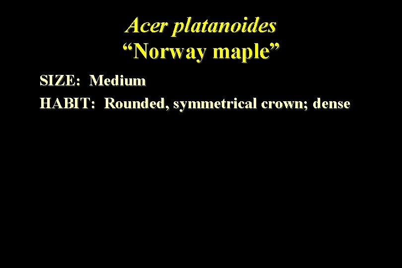 Acer platanoides “Norway maple” SIZE: Medium HABIT: Rounded, symmetrical crown; dense 