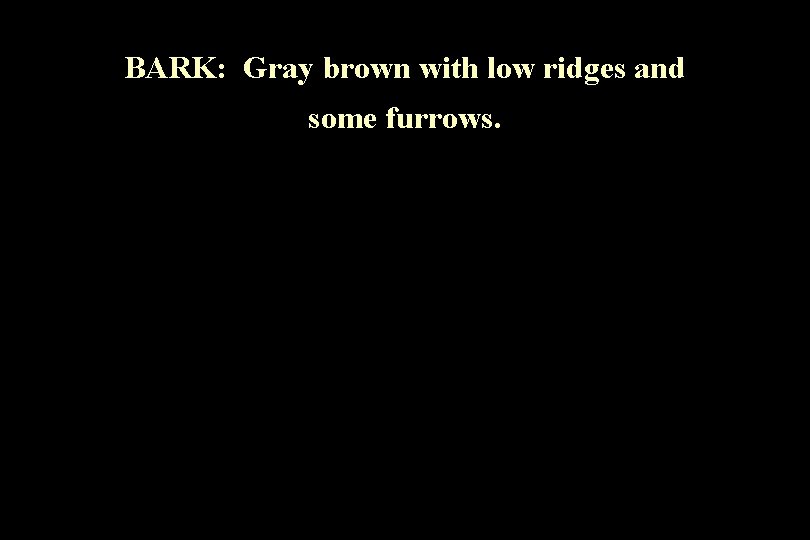 BARK: Gray brown with low ridges and some furrows. 
