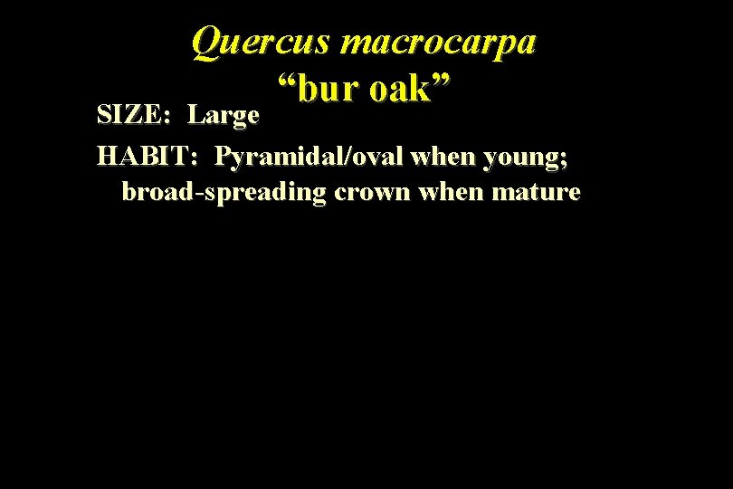 Quercus macrocarpa “bur oak” SIZE: Large HABIT: Pyramidal/oval when young; broad-spreading crown when mature