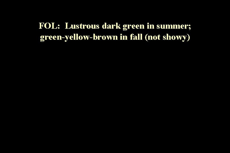 FOL: Lustrous dark green in summer; green-yellow-brown in fall (not showy) 