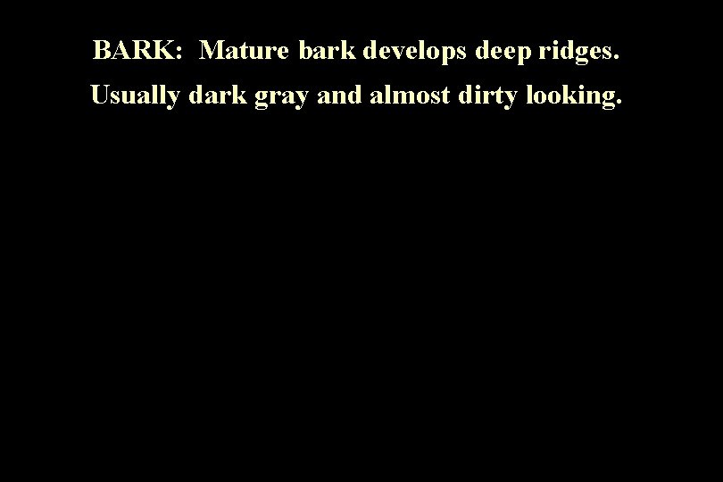 BARK: Mature bark develops deep ridges. Usually dark gray and almost dirty looking. 