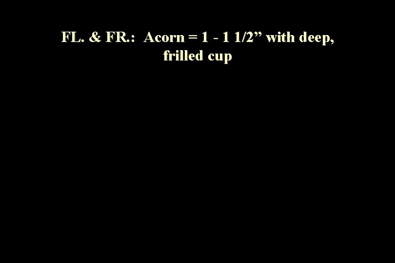 FL. & FR. : Acorn = 1 - 1 1/2” with deep, frilled cup
