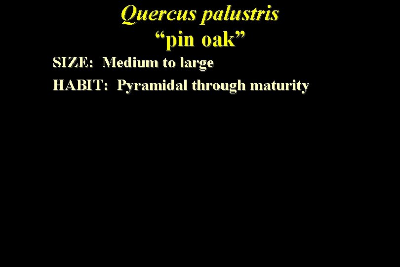 Quercus palustris “pin oak” SIZE: Medium to large HABIT: Pyramidal through maturity 