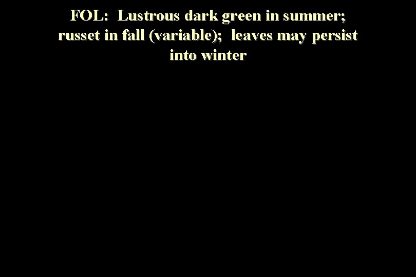 FOL: Lustrous dark green in summer; russet in fall (variable); leaves may persist into