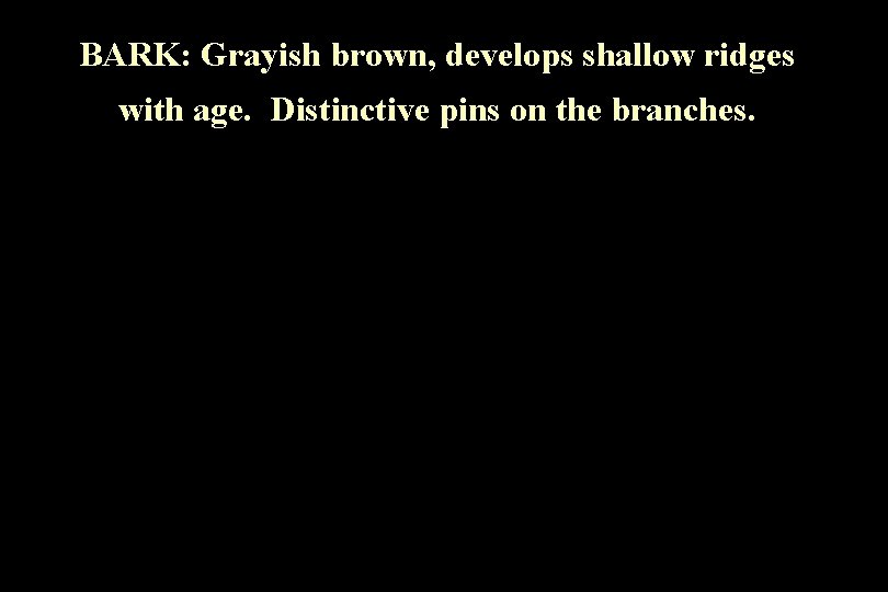 BARK: Grayish brown, develops shallow ridges with age. Distinctive pins on the branches. 