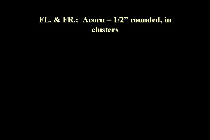 FL. & FR. : Acorn = 1/2” rounded, in clusters 