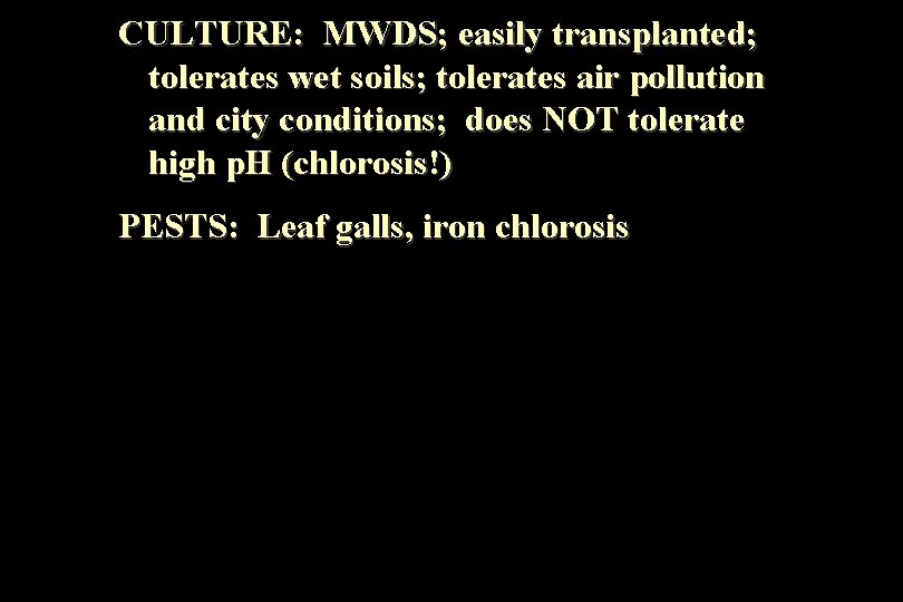 CULTURE: MWDS; easily transplanted; tolerates wet soils; tolerates air pollution and city conditions; does