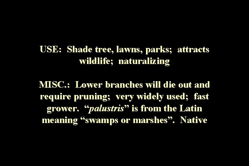 USE: Shade tree, lawns, parks; attracts wildlife; naturalizing MISC. : Lower branches will die