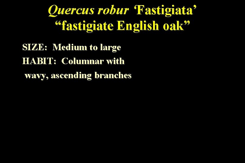 Quercus robur ‘Fastigiata’ “fastigiate English oak” SIZE: Medium to large HABIT: Columnar with wavy,