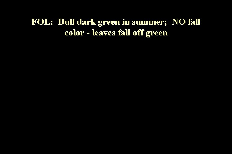 FOL: Dull dark green in summer; NO fall color - leaves fall off green