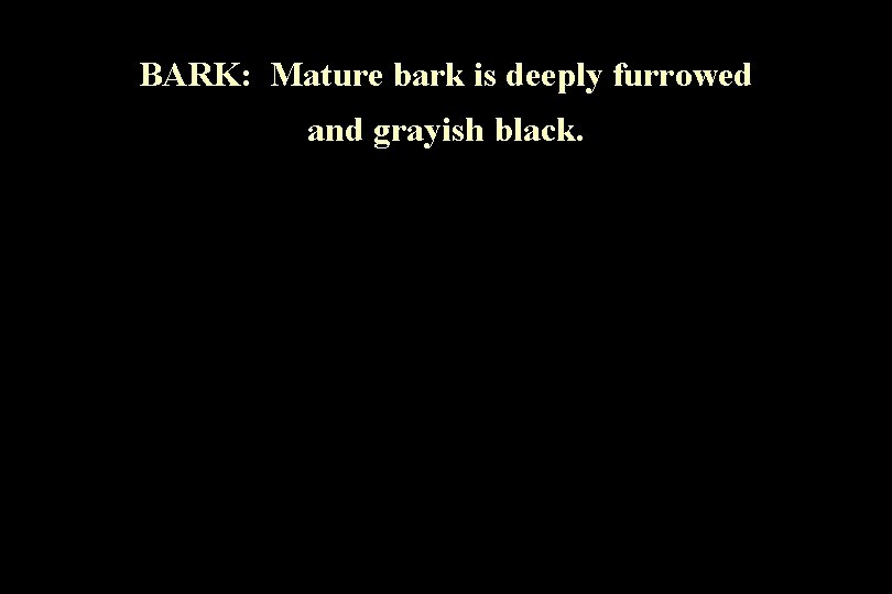 BARK: Mature bark is deeply furrowed and grayish black. 