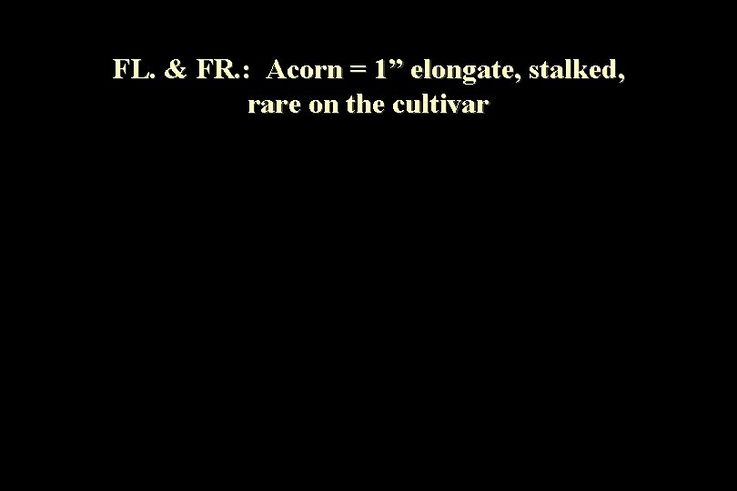 FL. & FR. : Acorn = 1” elongate, stalked, rare on the cultivar 